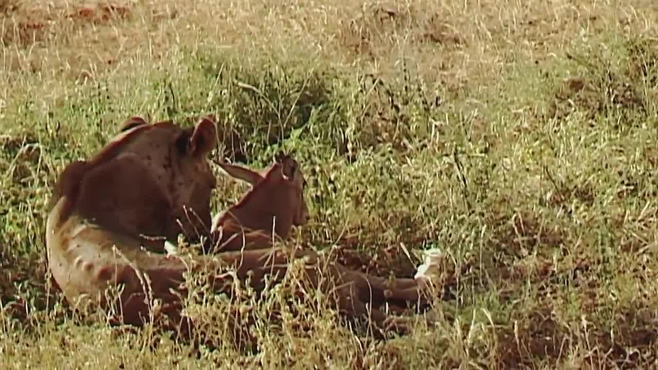 ⁣The World's Most Unlikely Animal Relationships