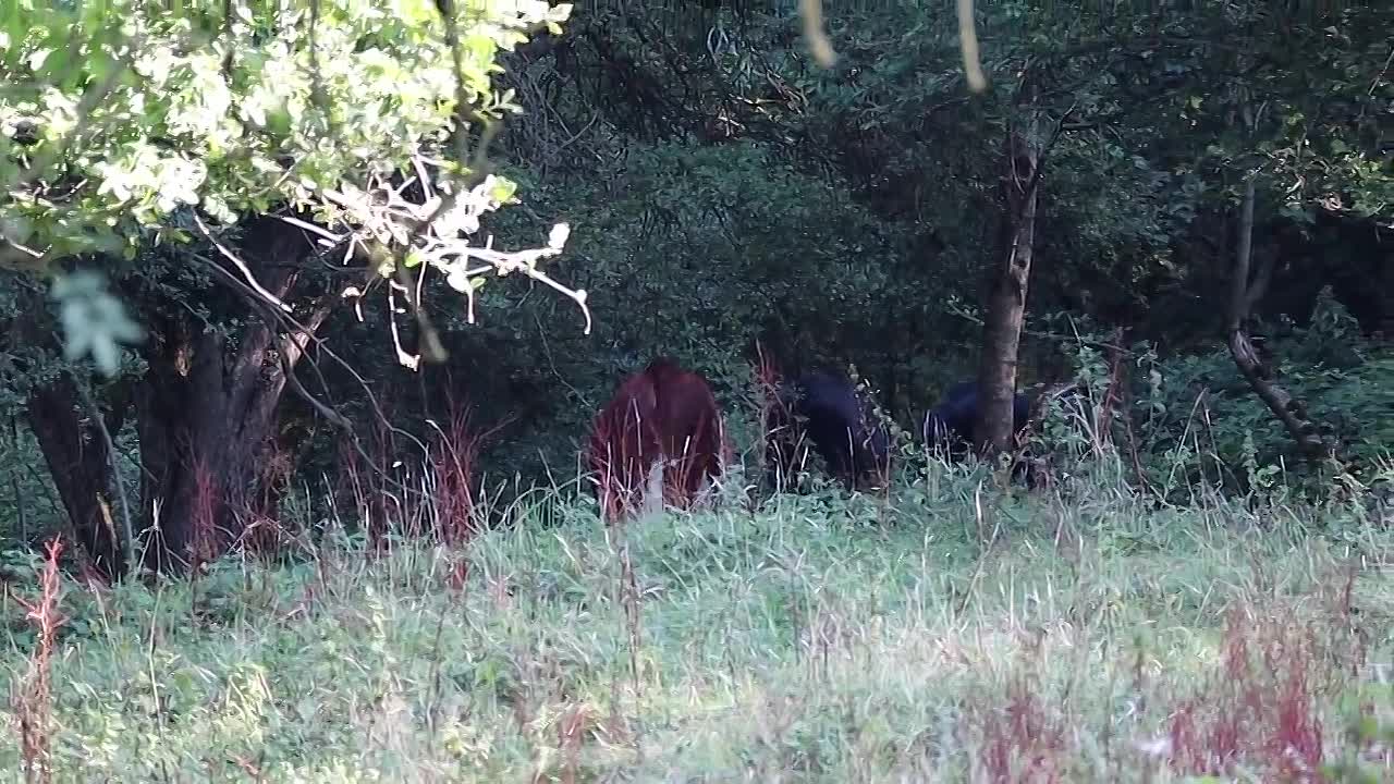 ⁣Great Zimbabwe & The First Cities of Southern Africa