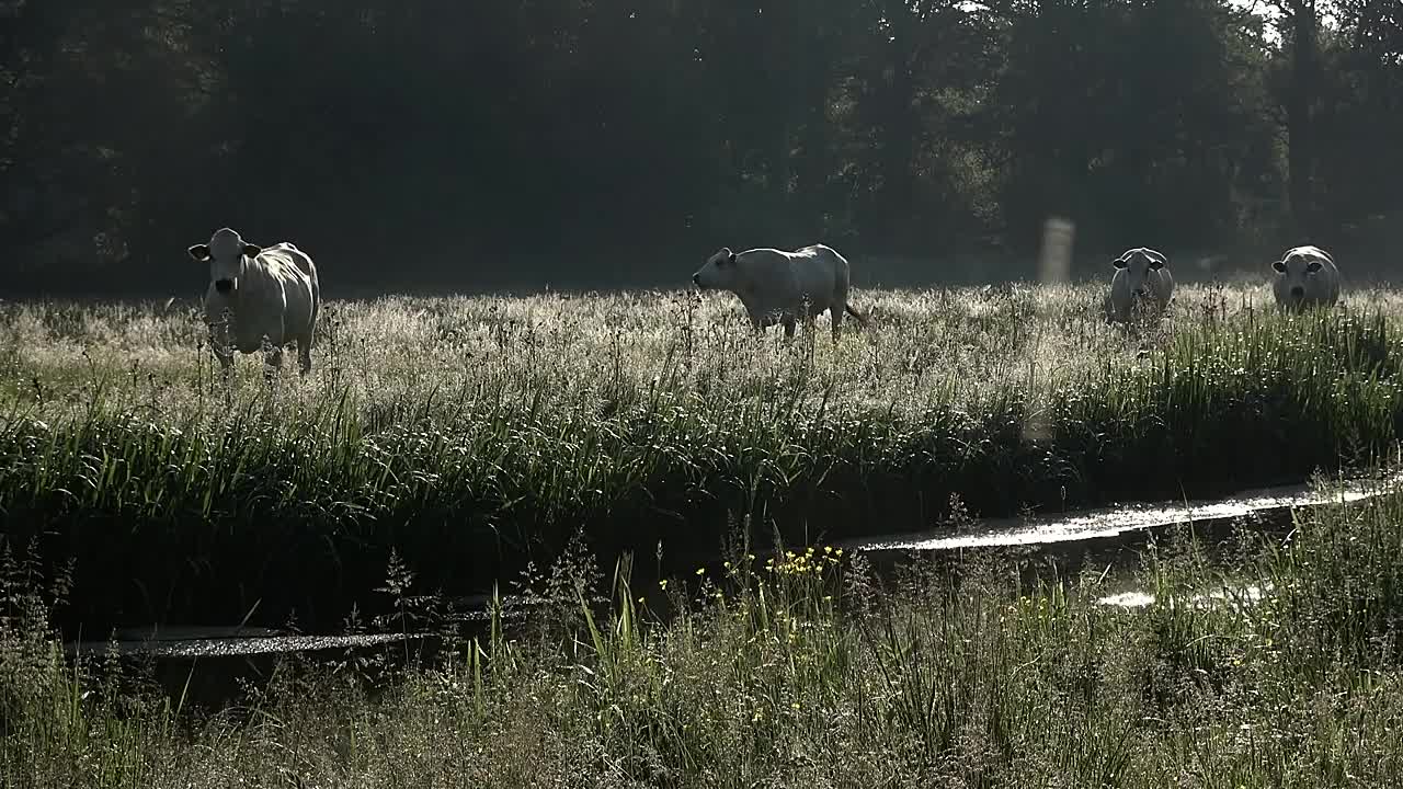 ⁣Wu-wei -The Art of Letting Things Happen