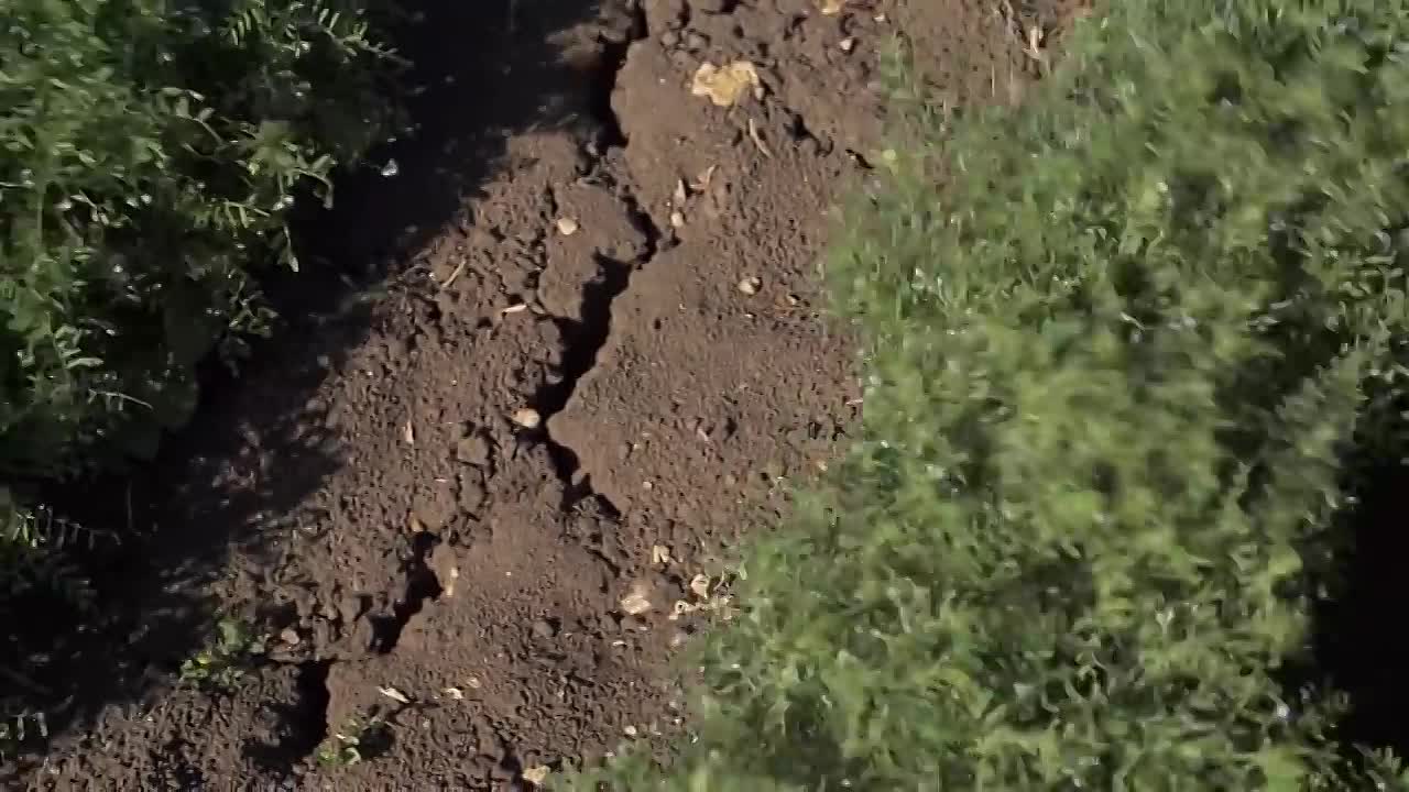 ⁣Lentils -A Miracle of Nutrition