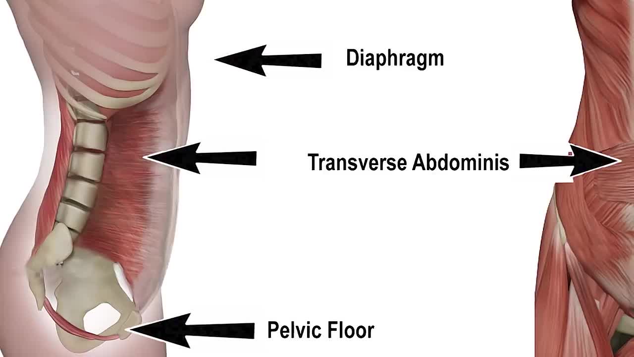 Trim No Sit-Ups or Gym - Dr Alan Mandell, DC