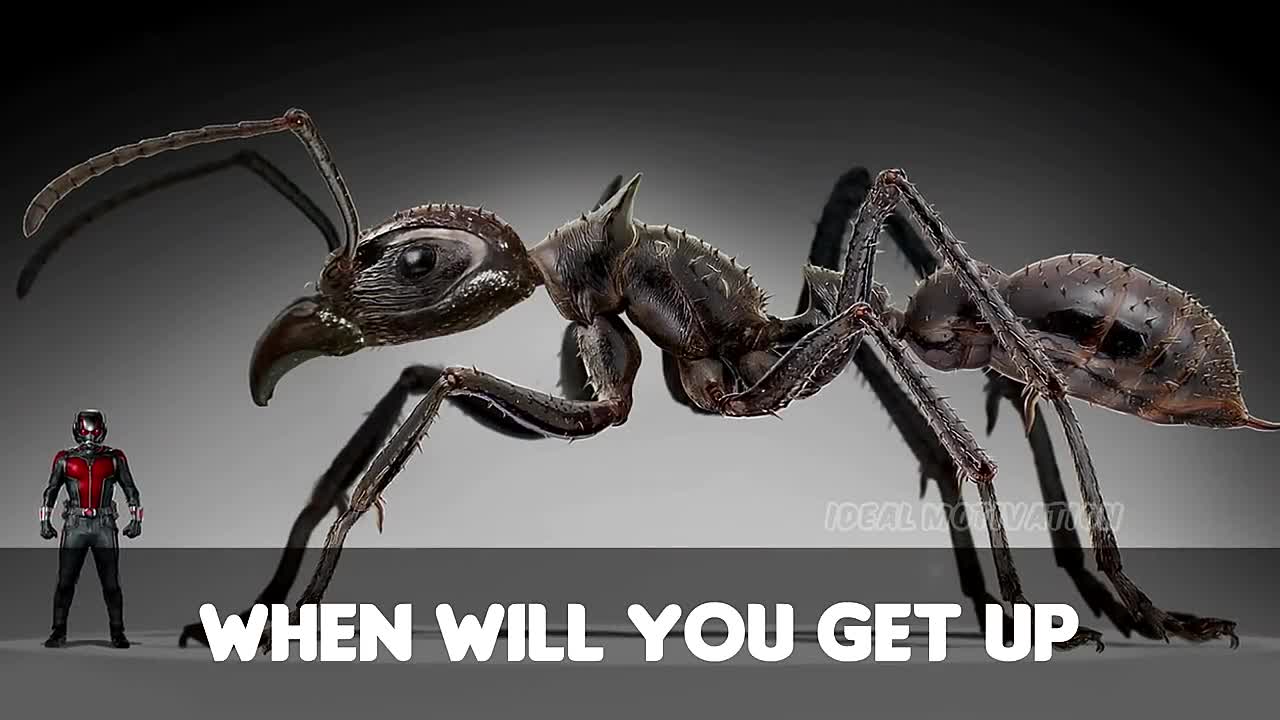Wisdom Of The Ants - Best Motivational Video