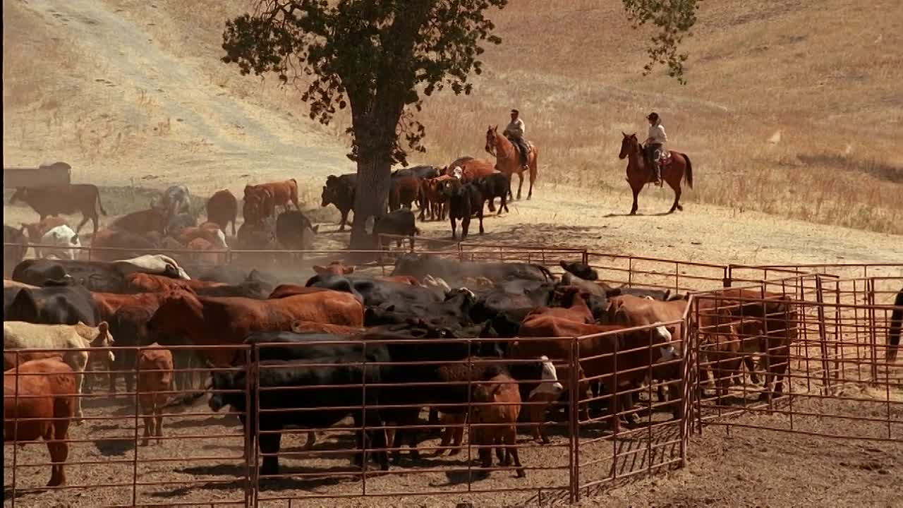 ⁣The Last Cowboy 2003 720p WEBRip x264 AAC-