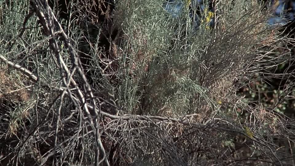 ⁣Rooster Cogburn 1975 720p BluRay x264 AAC-