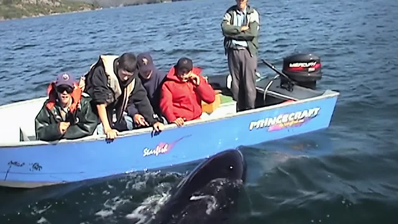 ⁣The Whale 2011 1080p WEBRip x264 AAC-