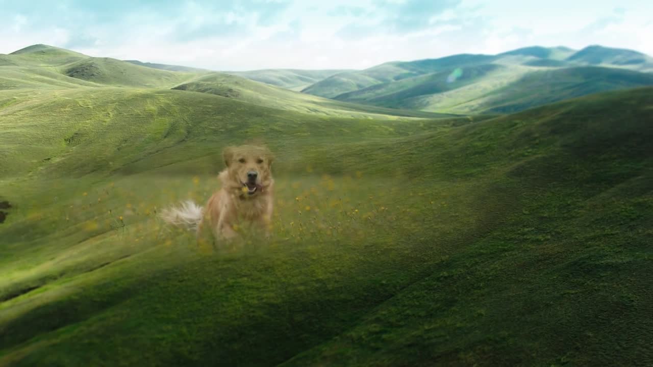 The Art Of Racing In The Rain 2019 1080p BluRay x264-[YTS LT]