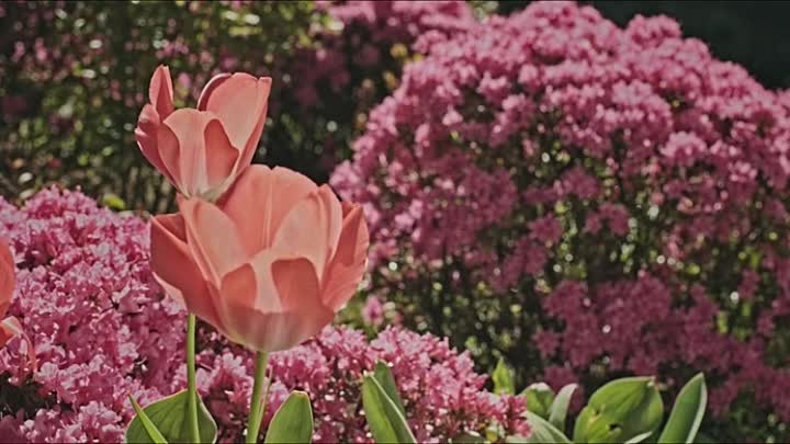 ⁣All Too Human 2021 HDRip XviD AC3-EVO