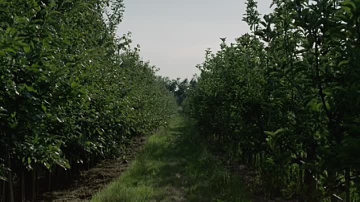 Ambers Descent 2021 HDRip XviD AC3-EVO