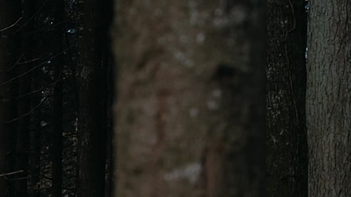 ⁣Anonymous Animals 2021 HDRip XviD AC3-EVO