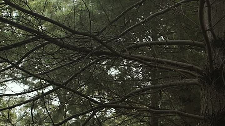 Bonded in Blood 2019 HDRip XviD AC3-EVO