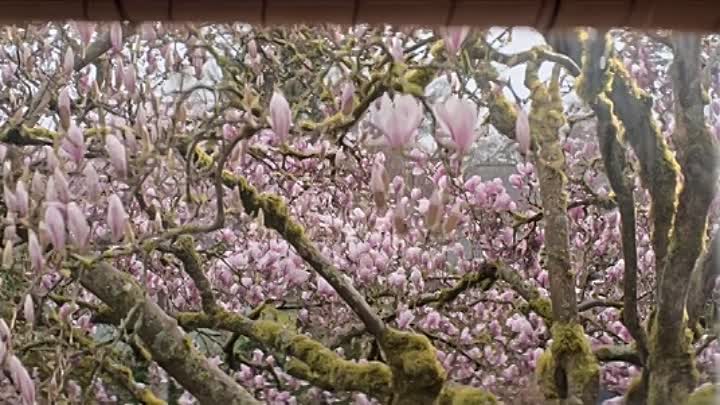 Brazen 2022 HDRip XviD AC3-EVO