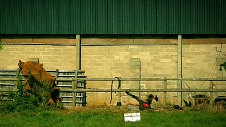 Cute Little Buggers 2017 HDRip XviD AC3-EVO