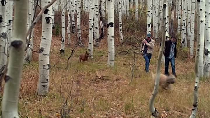 ⁣Darling Companion 2012 LIMITED BDRip XviD-DEPRiVED