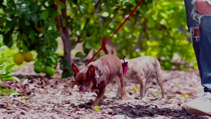 ⁣Darling Nikki 2020 HDRip XviD AC3-EVO