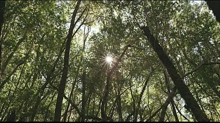 Devils Path 2019 HDRip XviD AC3-EVO