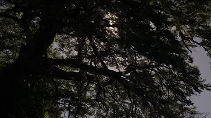 ⁣Fever Dream 2021 HDRip XviD AC3-EVO