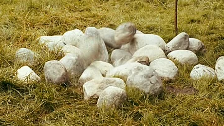 Wickie und die starken Maenner 2009 GERMAN AC3 DVDRip x264