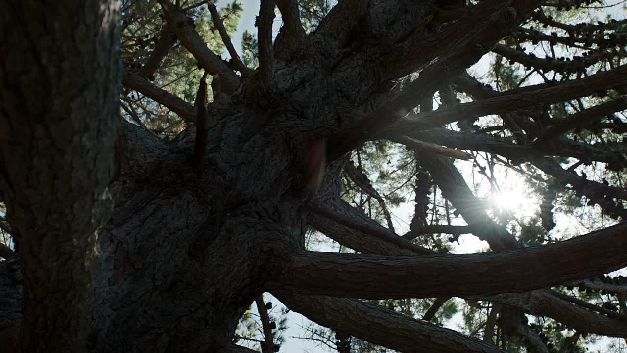 ⁣Pete's Dragon 2016 1080p BluRay x264-[YTS AG]