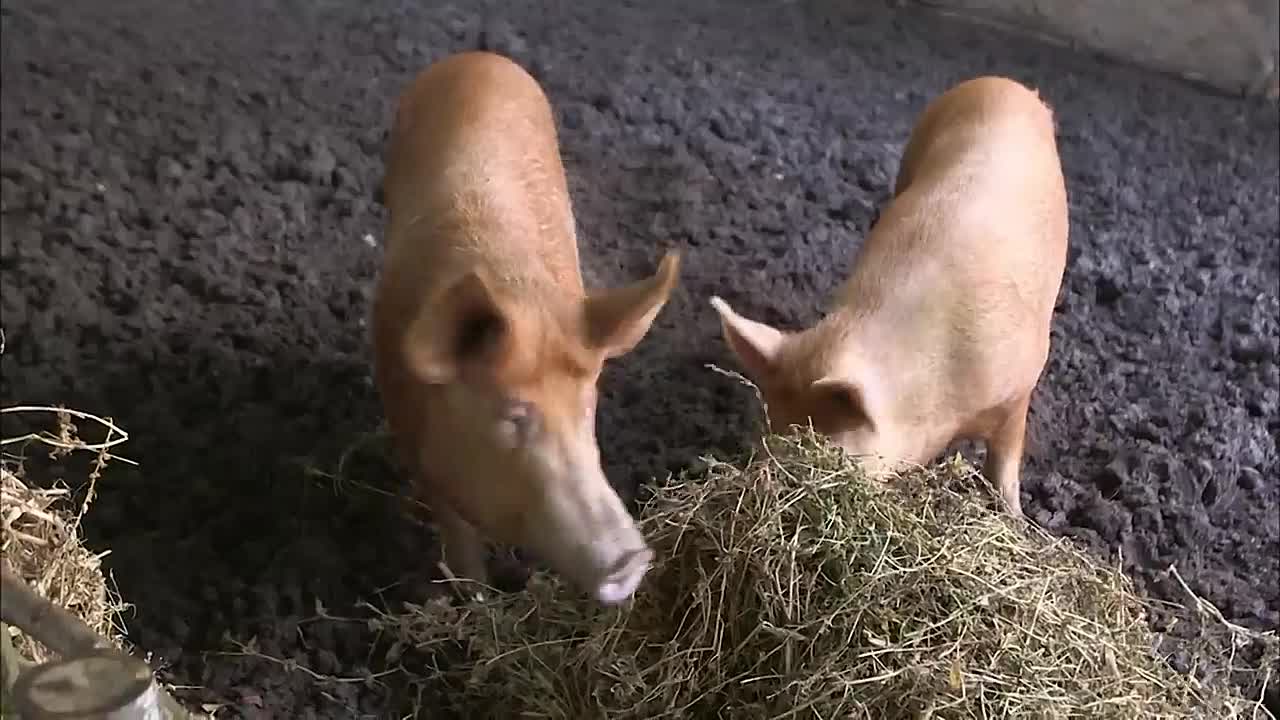 ⁣The Tudors's Bizarre 12 Days of Christmas