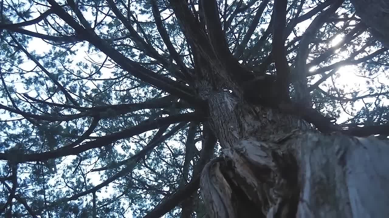 ⁣Christmas Before Christ -Yule & Other Northern European Traditions