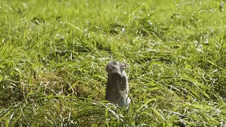 Adieu Berthe L Enterrement de Meme 2012 FRENCH DVDRip XviD-UTT