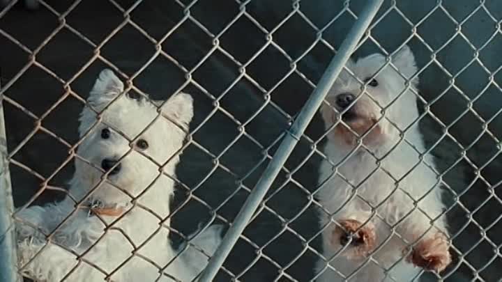 Bambou FRENCH DVDRip XViD-PUTCH MZISYS