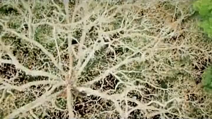 ⁣Il etait une Foret 2013 FRENCH DVDRIP XVid LYS