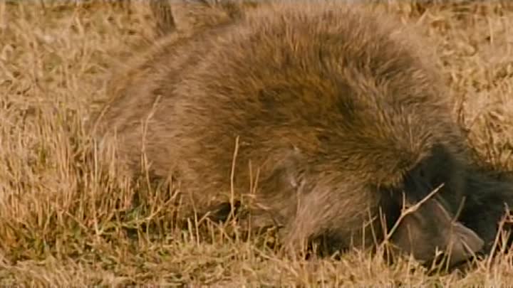 ⁣Les Animaux Amoureux French Dvdrip XviD