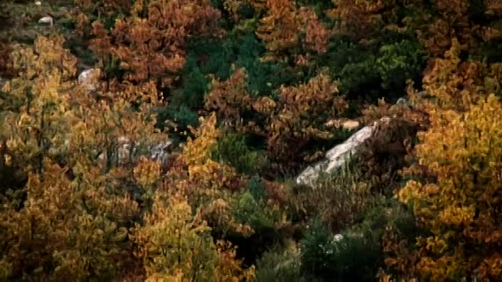 Les Proies FRENCH DVDRip XviD-ZANBiC