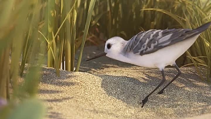 ⁣Piper 2016 BDRip XviD AC3-EVO www RapidMovieZ com