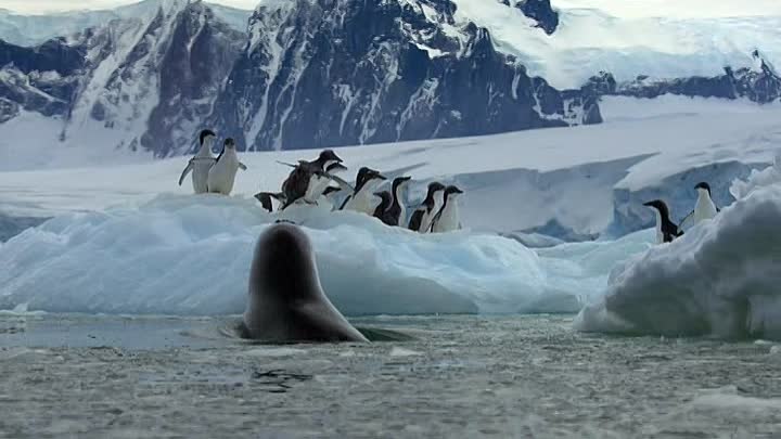 Penguins Life on the Edge 2020 FRENCH HDRip XviD-EXTREME