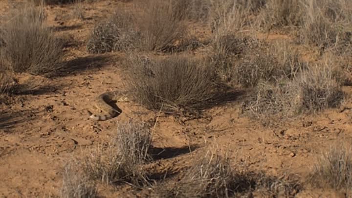 Rattlesnake 2019 HDRip XviD AC3-EVO