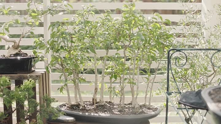 They 2017 HDRip XviD AC3-EVO