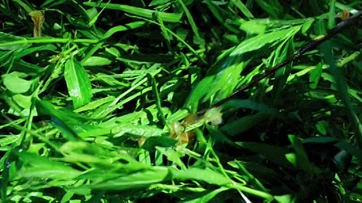 Xenophobia 2019 HDRip XviD AC3-EVO