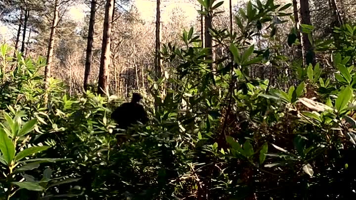 WWII the Long Road Home 2019 HDRip XviD AC3-EVO