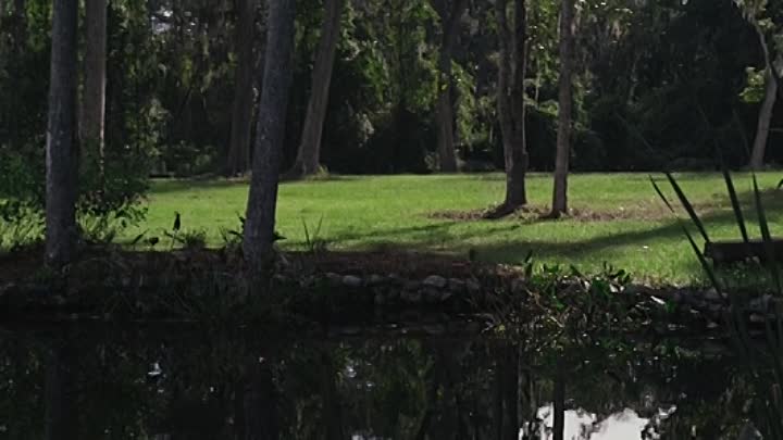 ⁣The Crickets Dance 2021 HDRip XviD AC3-EVO