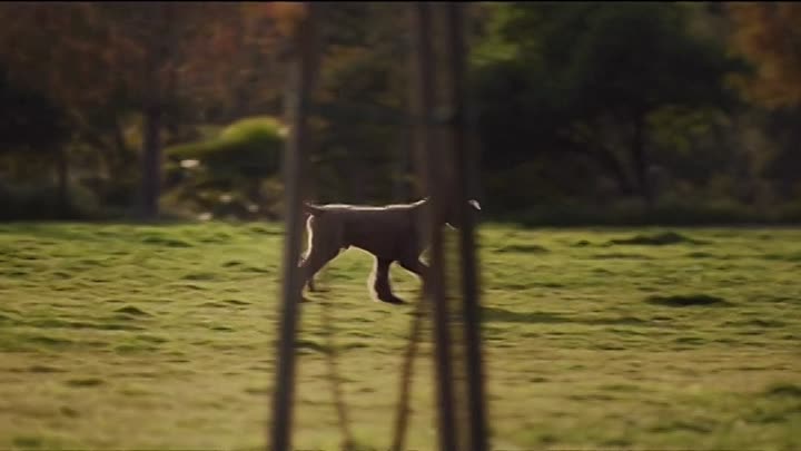 The Family Tree 2020 HDRip XviD AC3-EVO