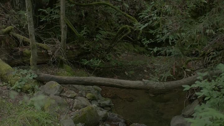 The Feels 2017 BRRip XviD AC3-EVO