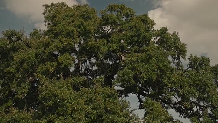 The Lost Husband 2020 HDRip XviD AC3-EVO