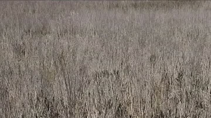 The Marshes 2019 HDRip XviD AC3-EVO