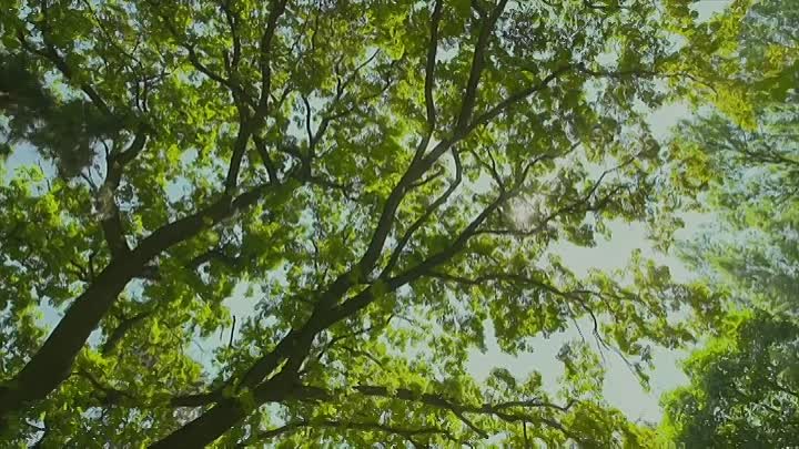 The Mysterious Mr Wizdom 2021 HDRip XviD AC3-EVO