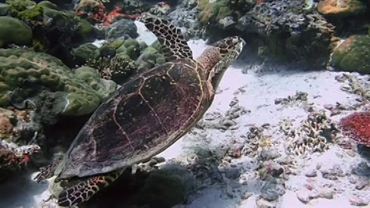 The Requin 2022 BRRip XviD AC3-EVO