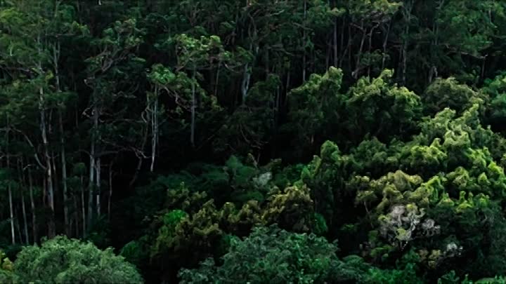 The Resort 2021 BRRip XviD AC3-EVO