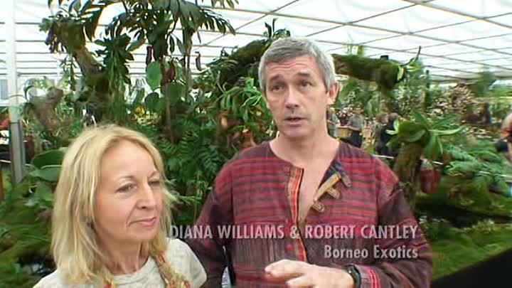 Bill Bailey Dandelion Mind Nemesis of the Insect