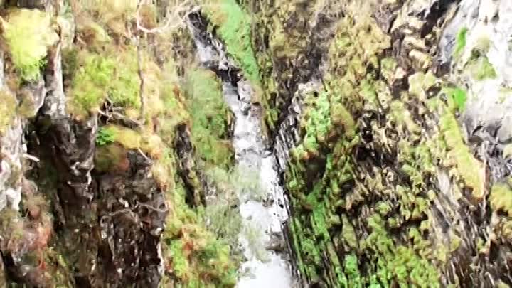 Bill Bailey Dandelion Mind Scenic Roots