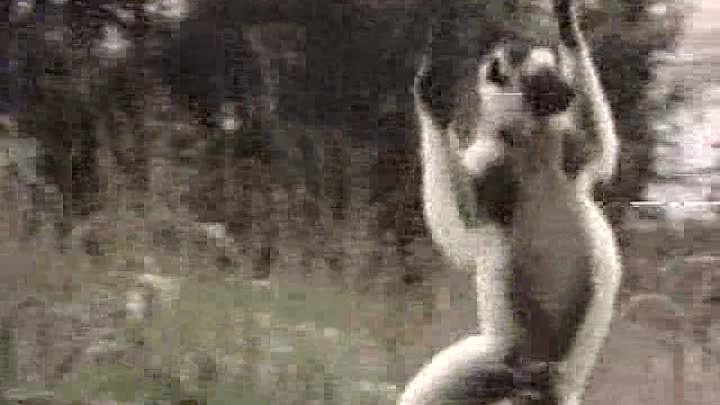 ⁣Patrick Bouchitey - La Vie PrivÃ©e Des Animaux