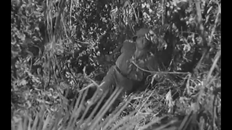 Germanin - Die Geschichte einer kolonialen Tat (1943)