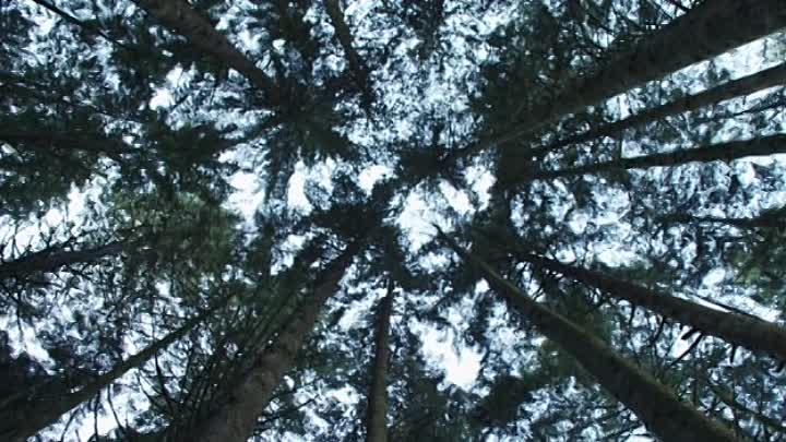 Hunt To Kill 2010 BDRip XviD-AVCDVD