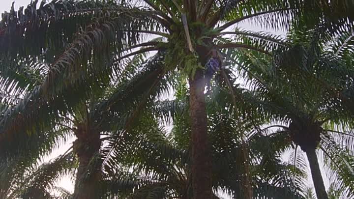 Elesin Oba The Kings Horseman 2022 YORUBA HC ENG SUBS WEBRip x264-ION10