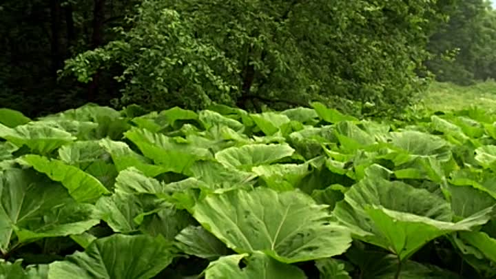 Tadas Blinda Pradzia 2011 CD1 LITHUANIAN HC ENG SUBS PROPER DVDRip XviD-Ltu